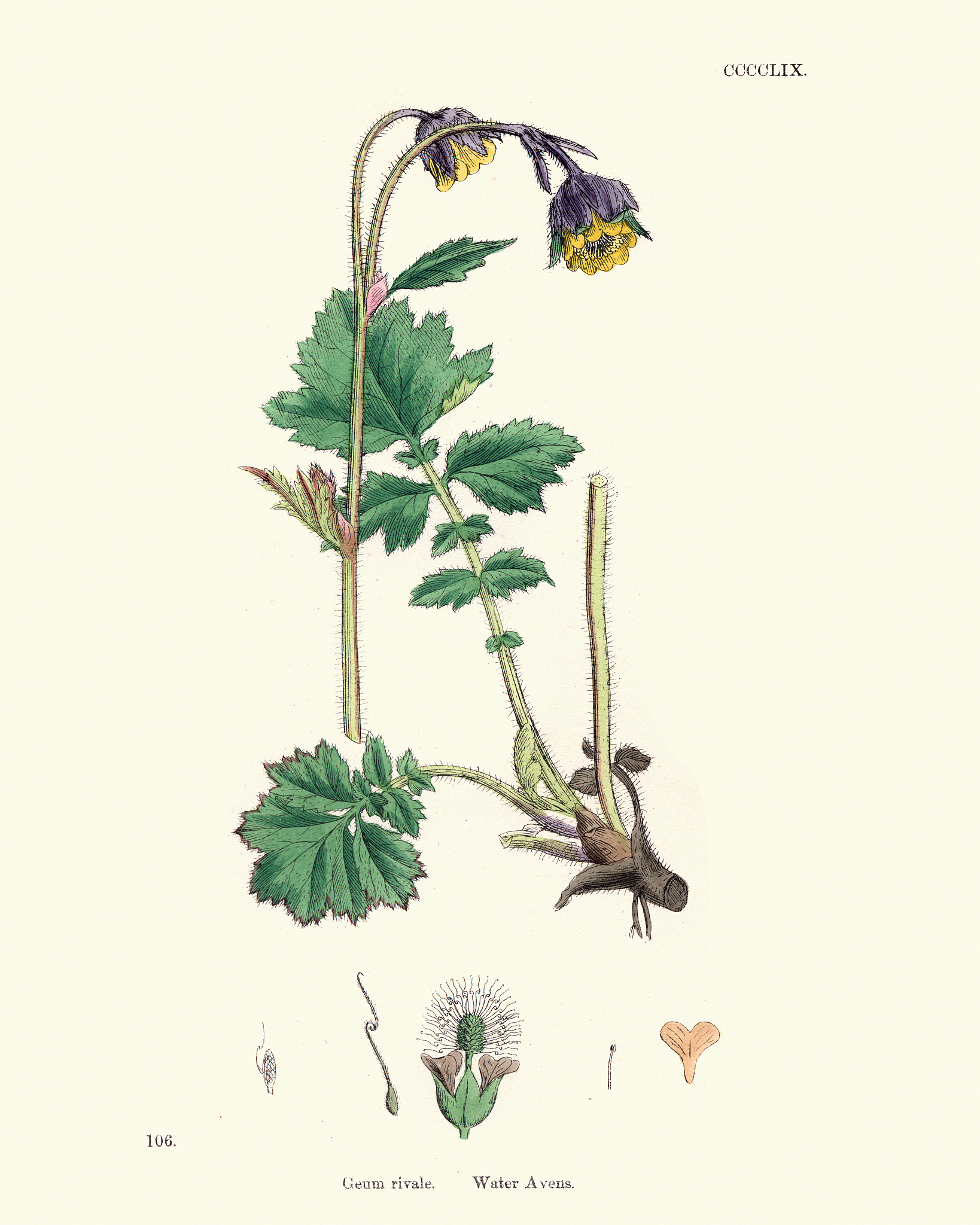 李白诗歌：杨梅赞