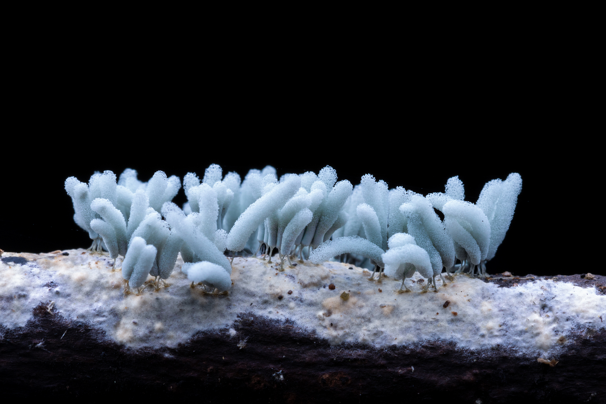 对照区D239的样本均未检测到甲烷浓度硫酸盐浓度保持在20 mmolL左右随深度无明显变化趋势且未检测到硫化氢浓度。铵根离子浓度范围是40–160 μmolL随沉积物深度先增加后减少在6cmbsf处发生转变。DIC浓度为5–10 mmolLDIC的δ13C值变化范围是–10‰––15‰DIC浓度和同位素分馏比随沉积物深度增加无明显变化趋势图1。黑色菌席区的样本D231-4甲烷浓度随深度呈现先增加后