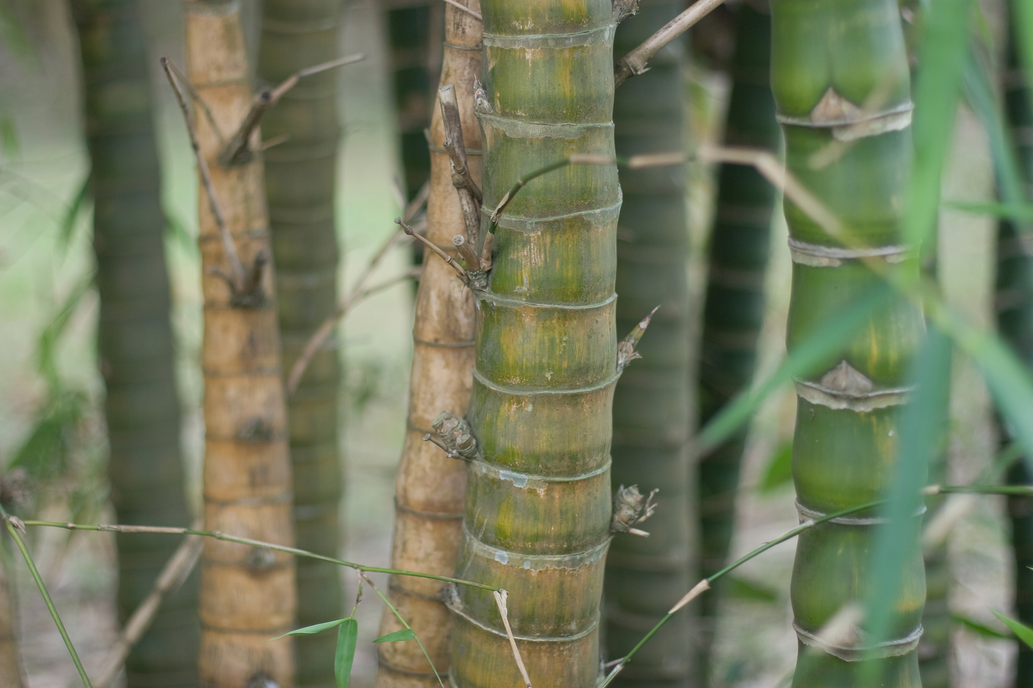 31 march 2007 the bamboo of forest,natural back ground.