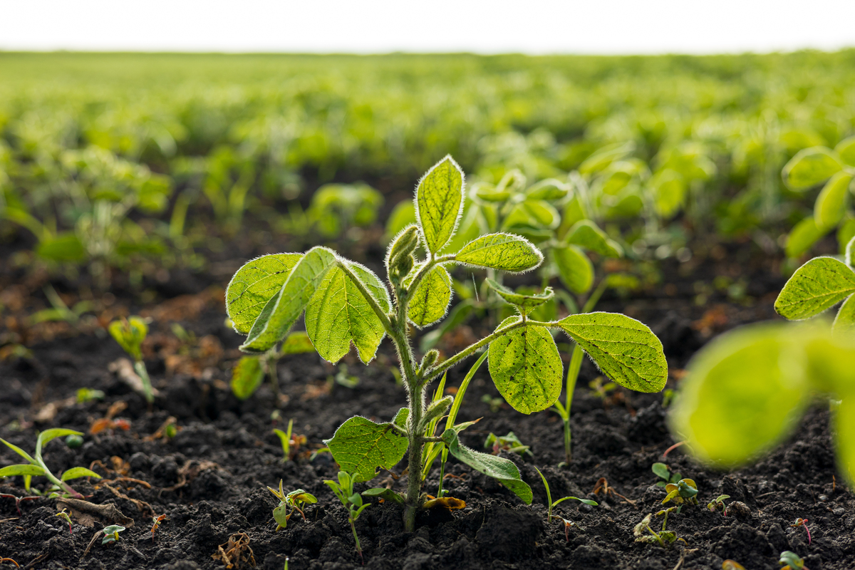 干旱胁迫下幼苗和成苗脯氨酸含量变化及机制