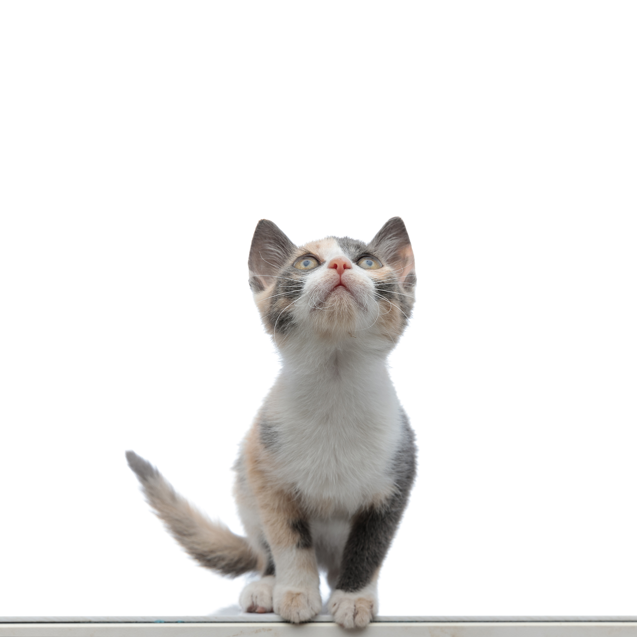 pussy的中文翻译：猫咪和小猫