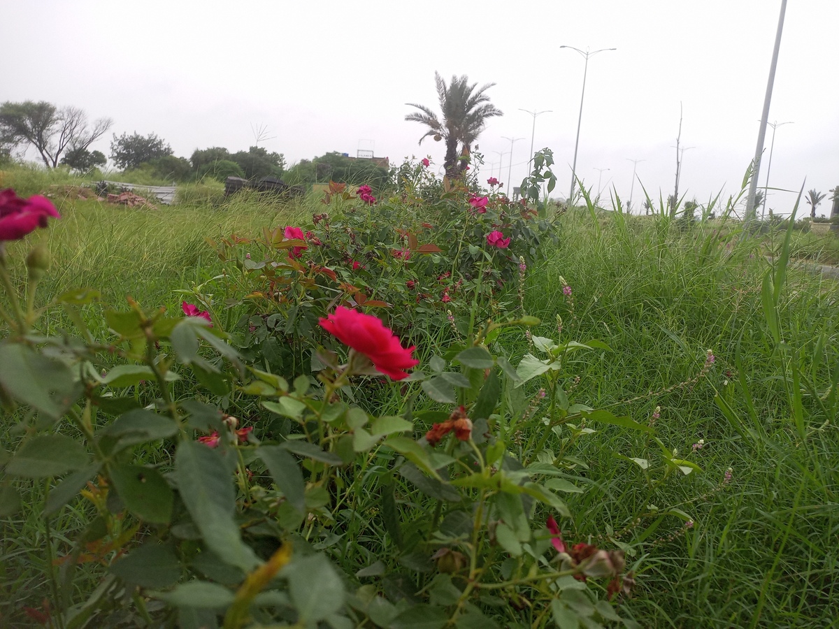兰考县坝头乡：玫瑰种植基地，特色产业兴旺