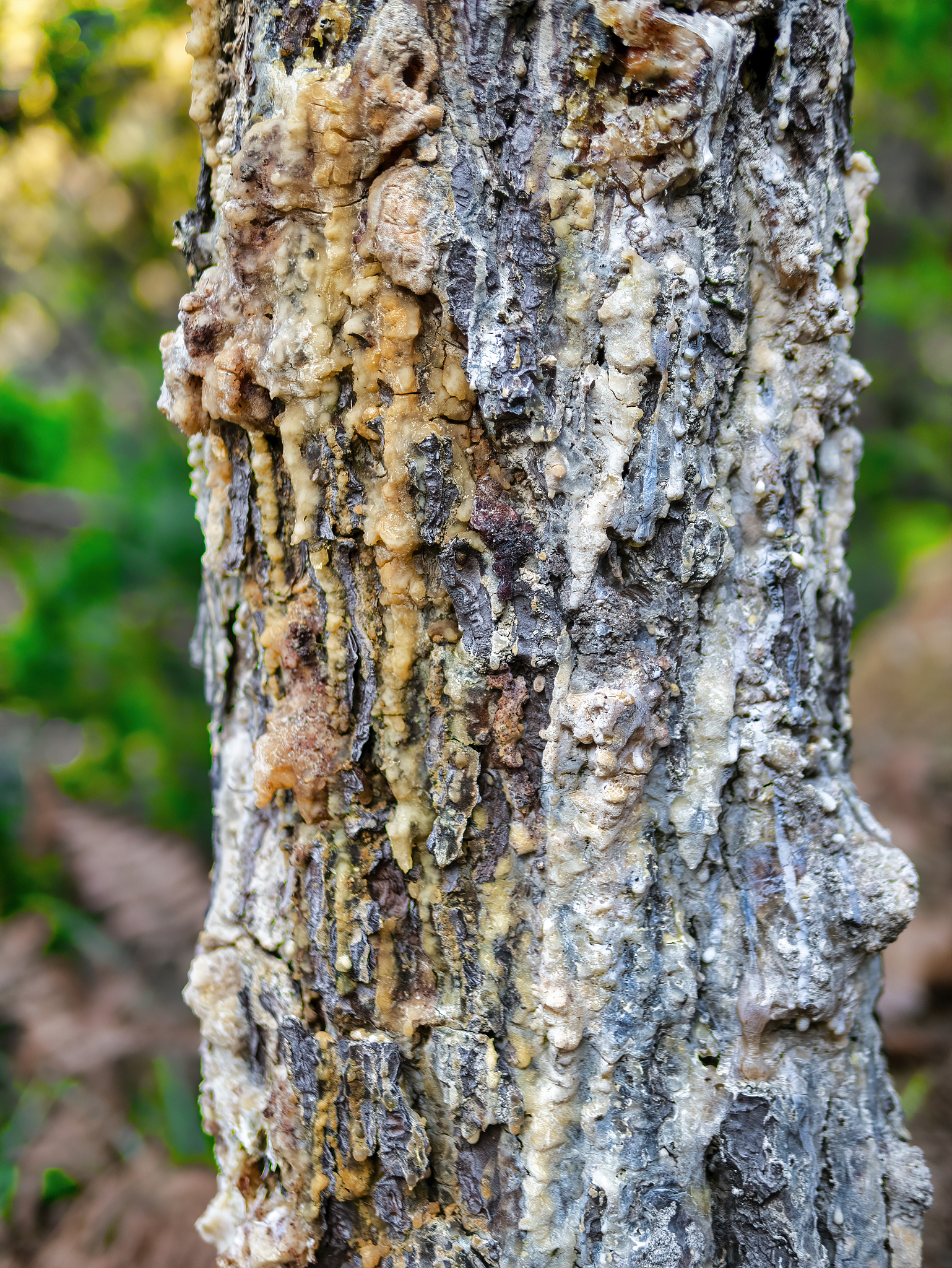 pine resin in a meadow