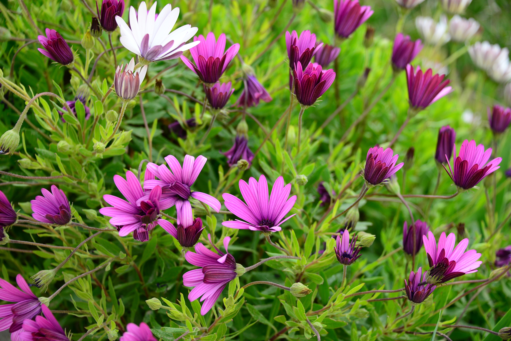 magaritenblüte in spanien