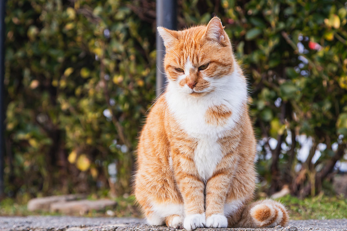 西方哲学家眼中的'乐': 亚里士多德、叔本华、尼采