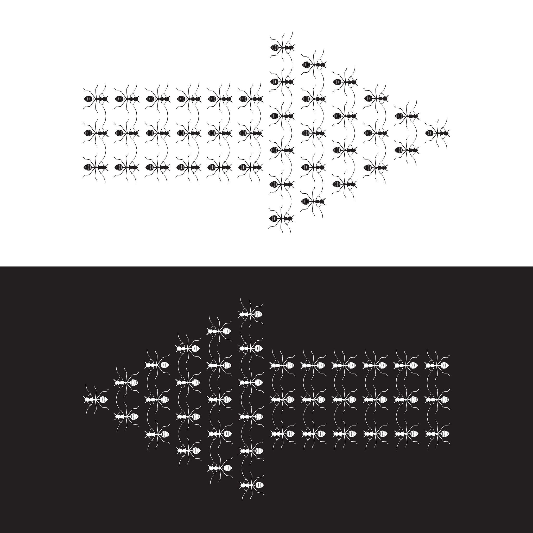 ants arrow