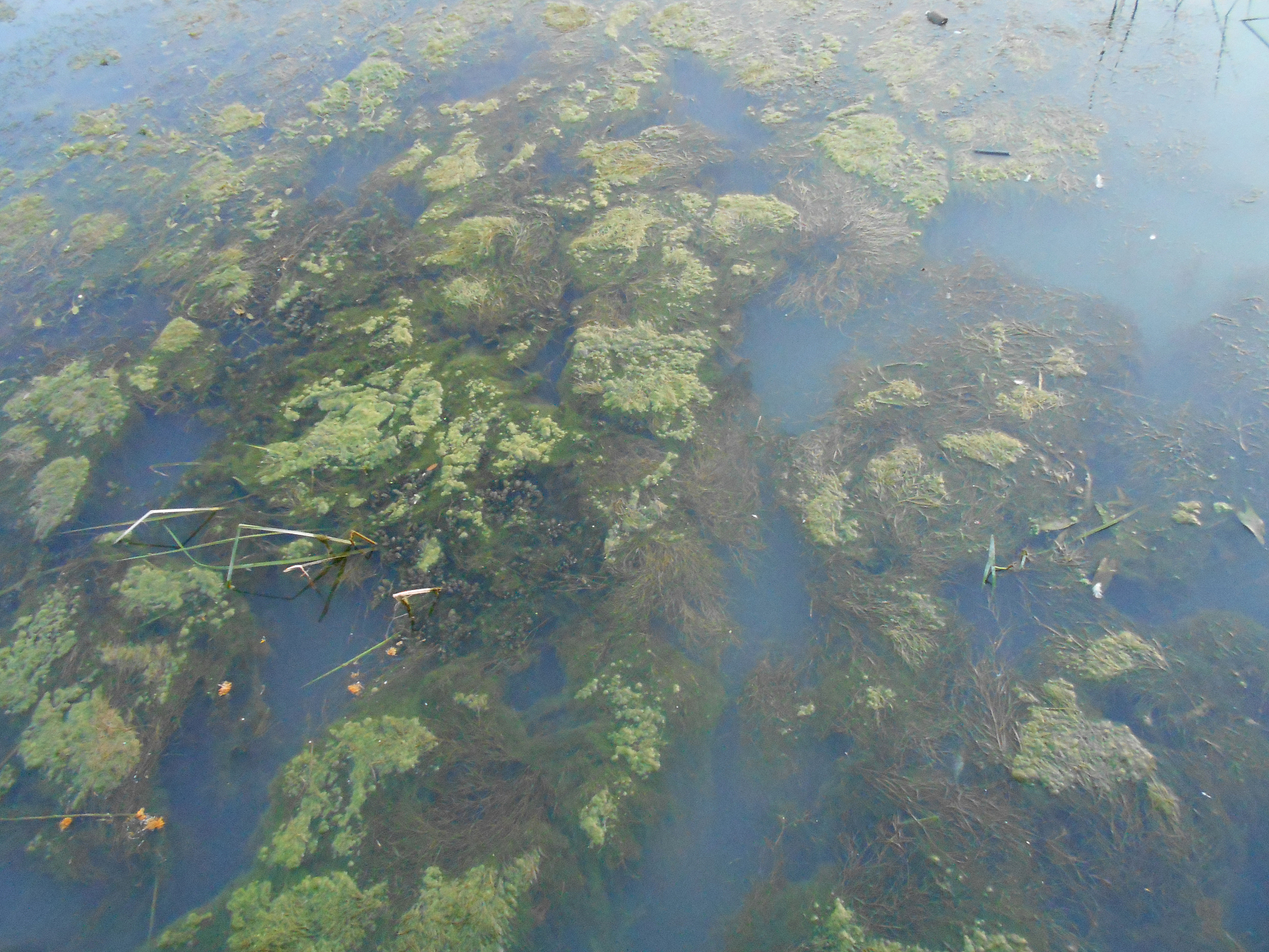 水产养殖 (AQUACULTURE) 稿件类型详解 - 技术、品种、环境、市场与健康管理