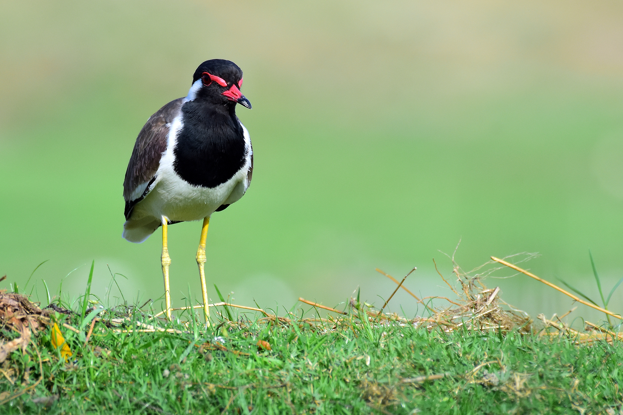 鸡的起源与演化