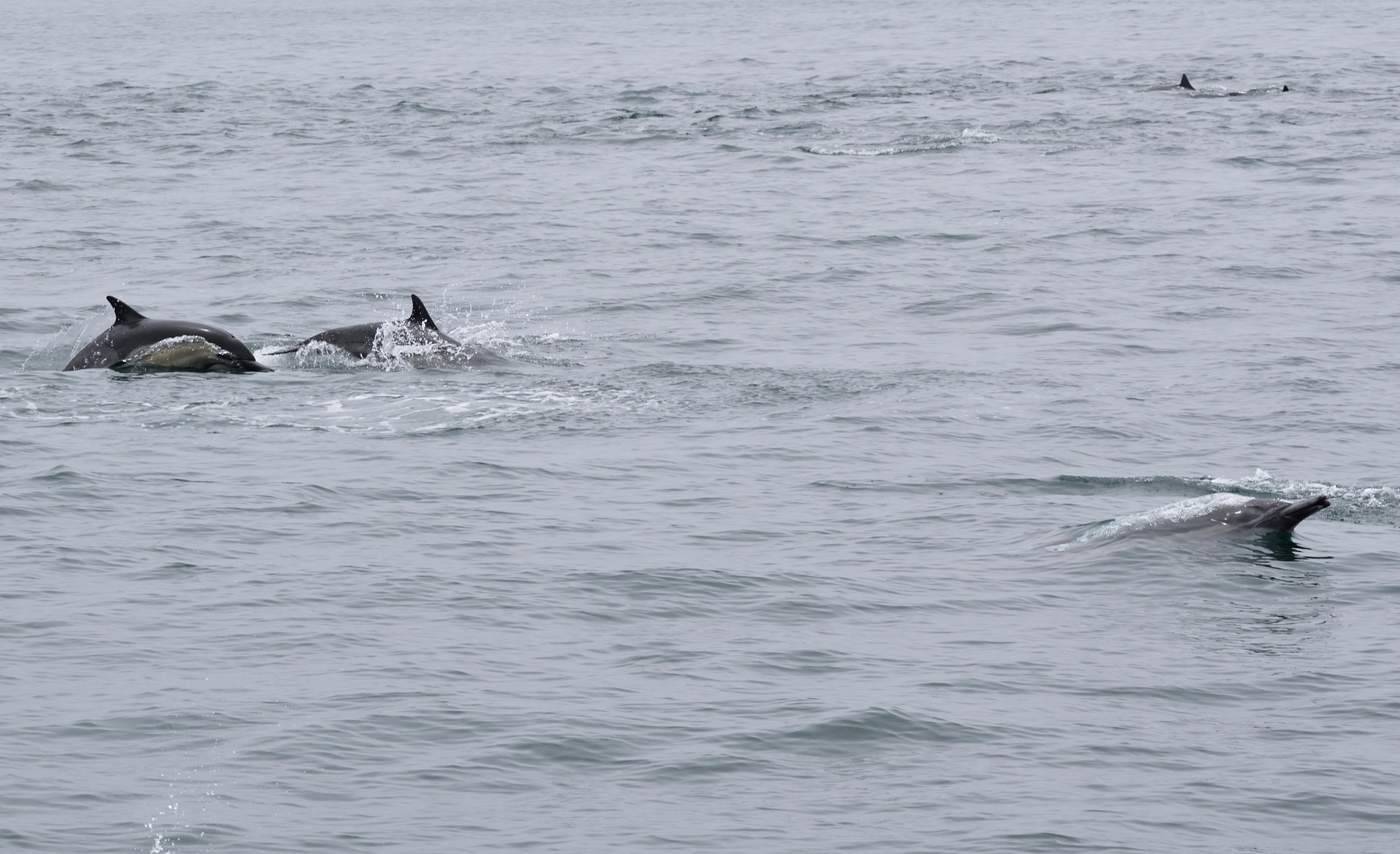 中国江豚濒危因素分析及保护对策