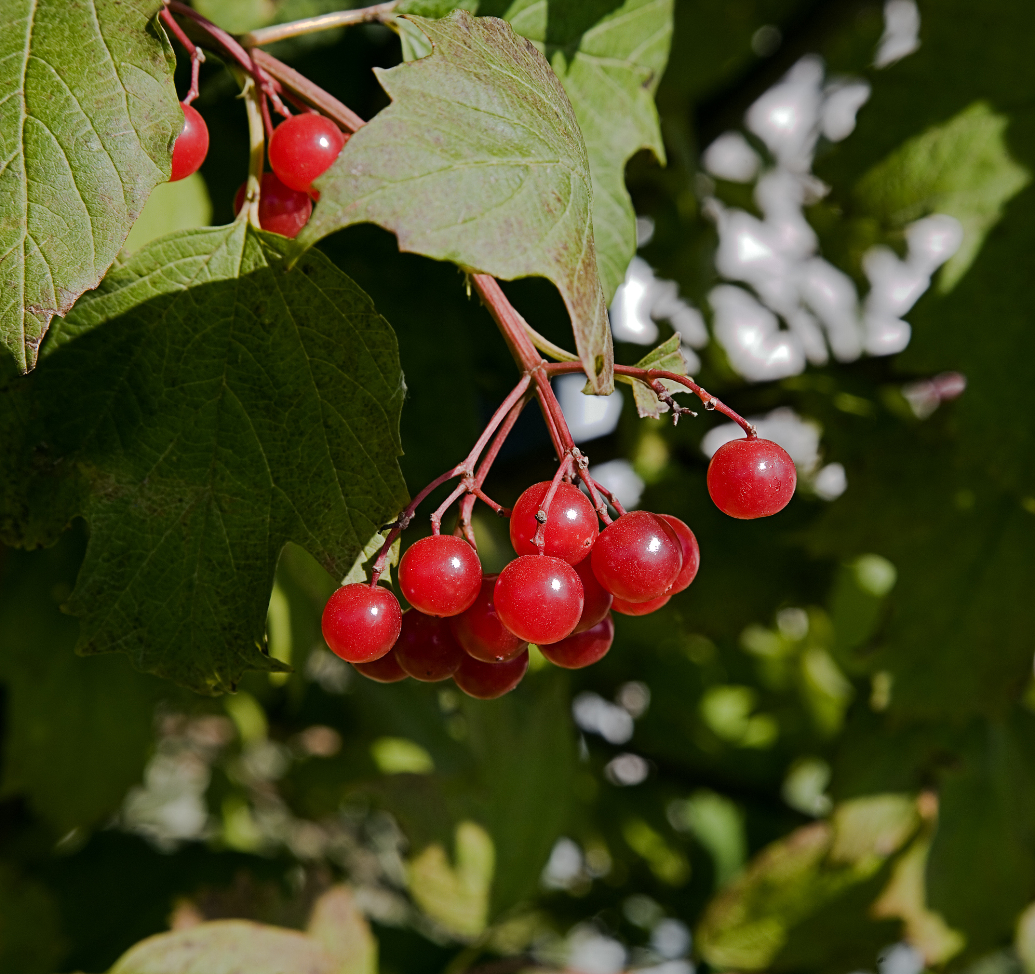 red currant