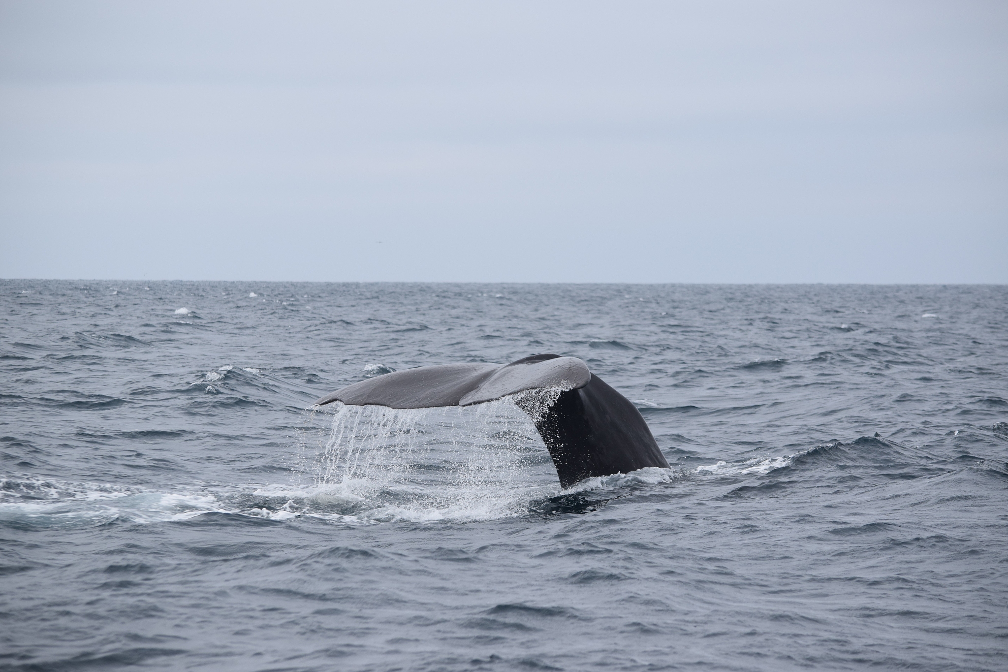 大连海洋学校2021年哪些专业是重点？
