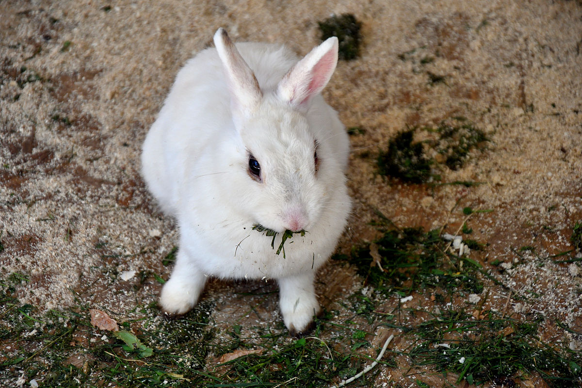 cpp题目描述菲波那契数列是指这样的数列 数列的第一个和第二个数都为 11接下来每个数都等于前面 22 个数之和。给出一个正整数 �k要求菲波那契数列中第 �k 个数是多少。输入格式输入一行包含一个正整数 �k。1=�=461=k=46输出格式输出一行包含一个正整数表示菲波那契数列中第 �k 个数的大小输入输出样例样例 1输入样例 复制4输出样例 复制3