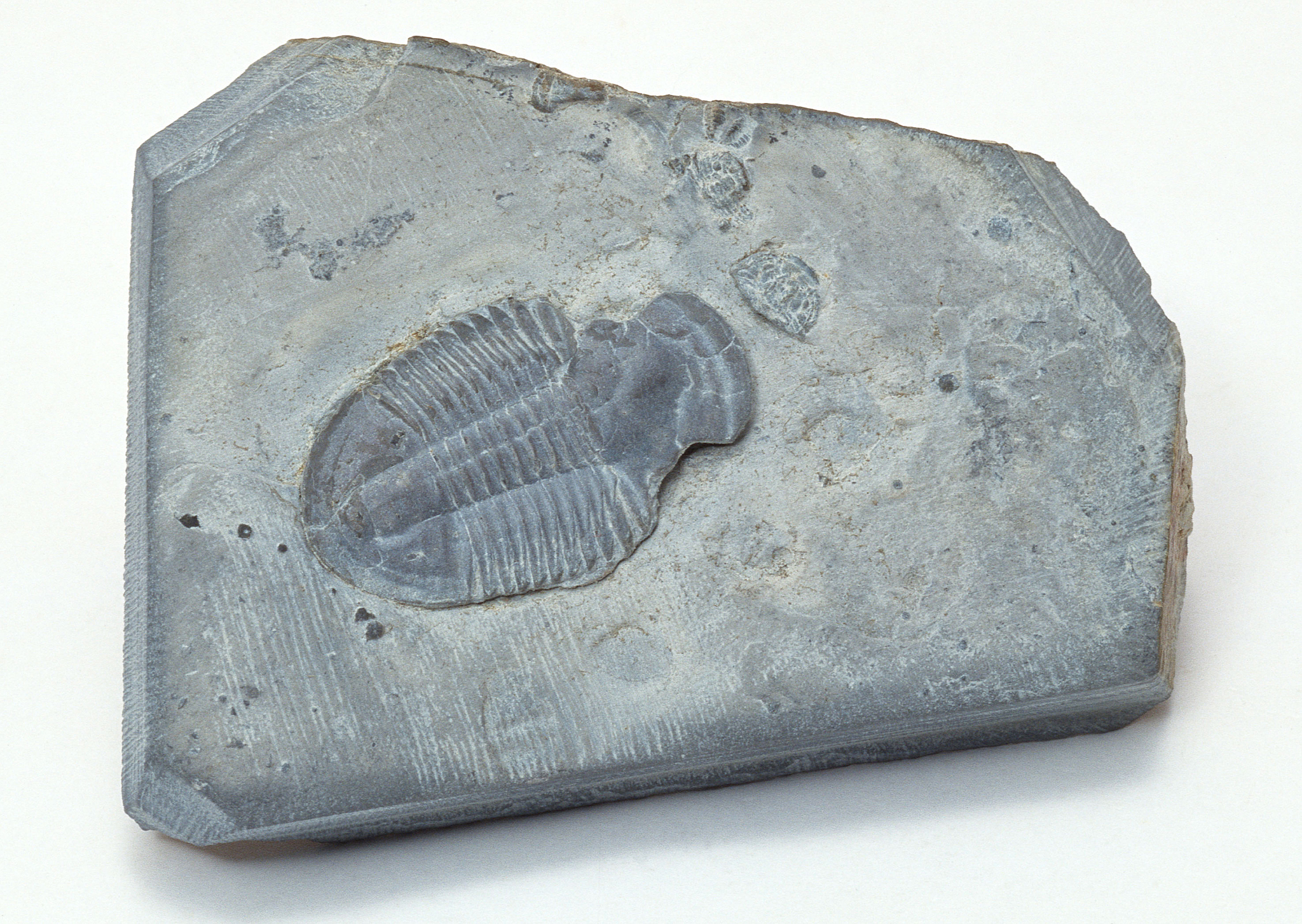 fossil