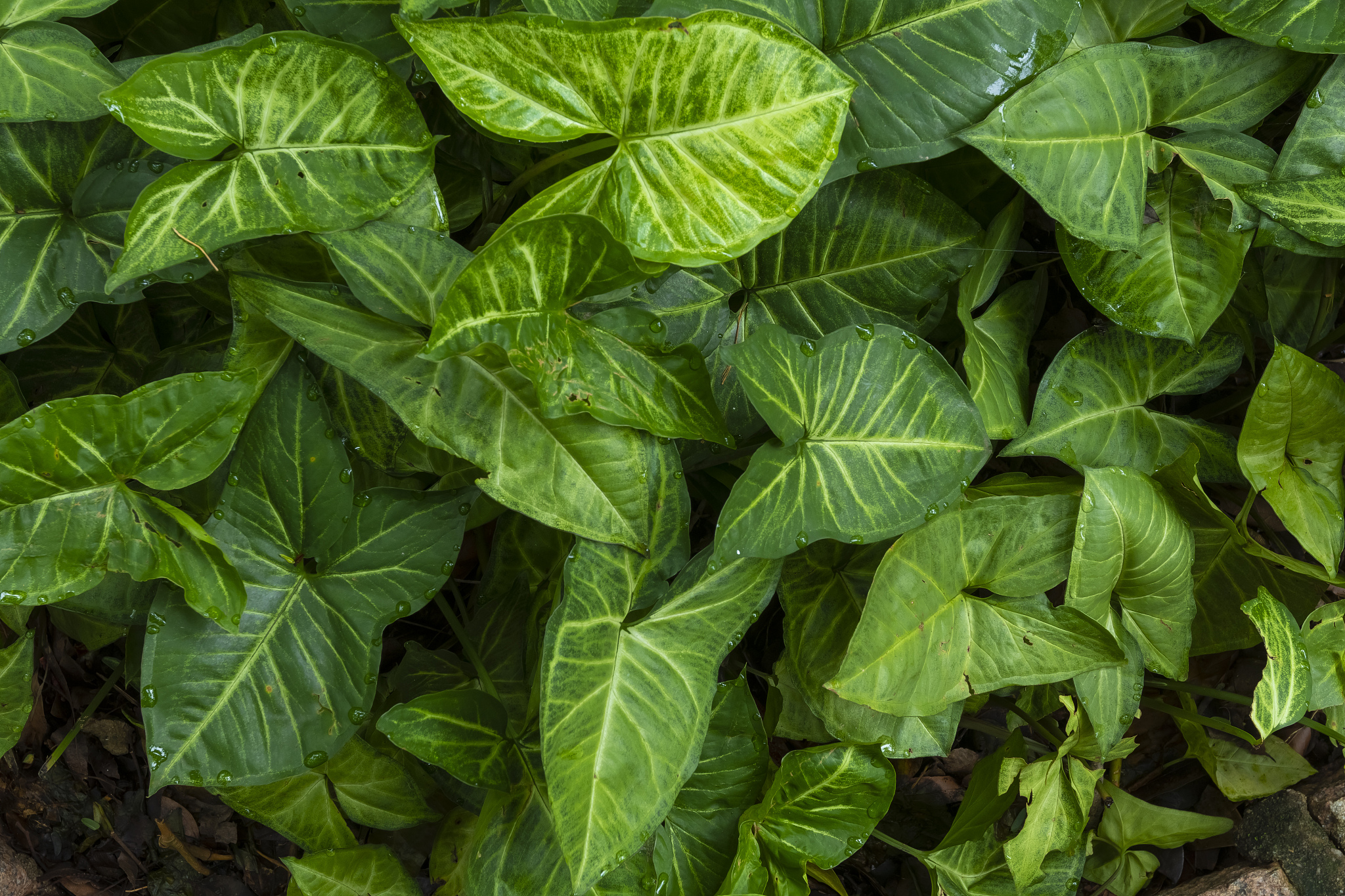 leaves and vegetation trees of native brazilian forest