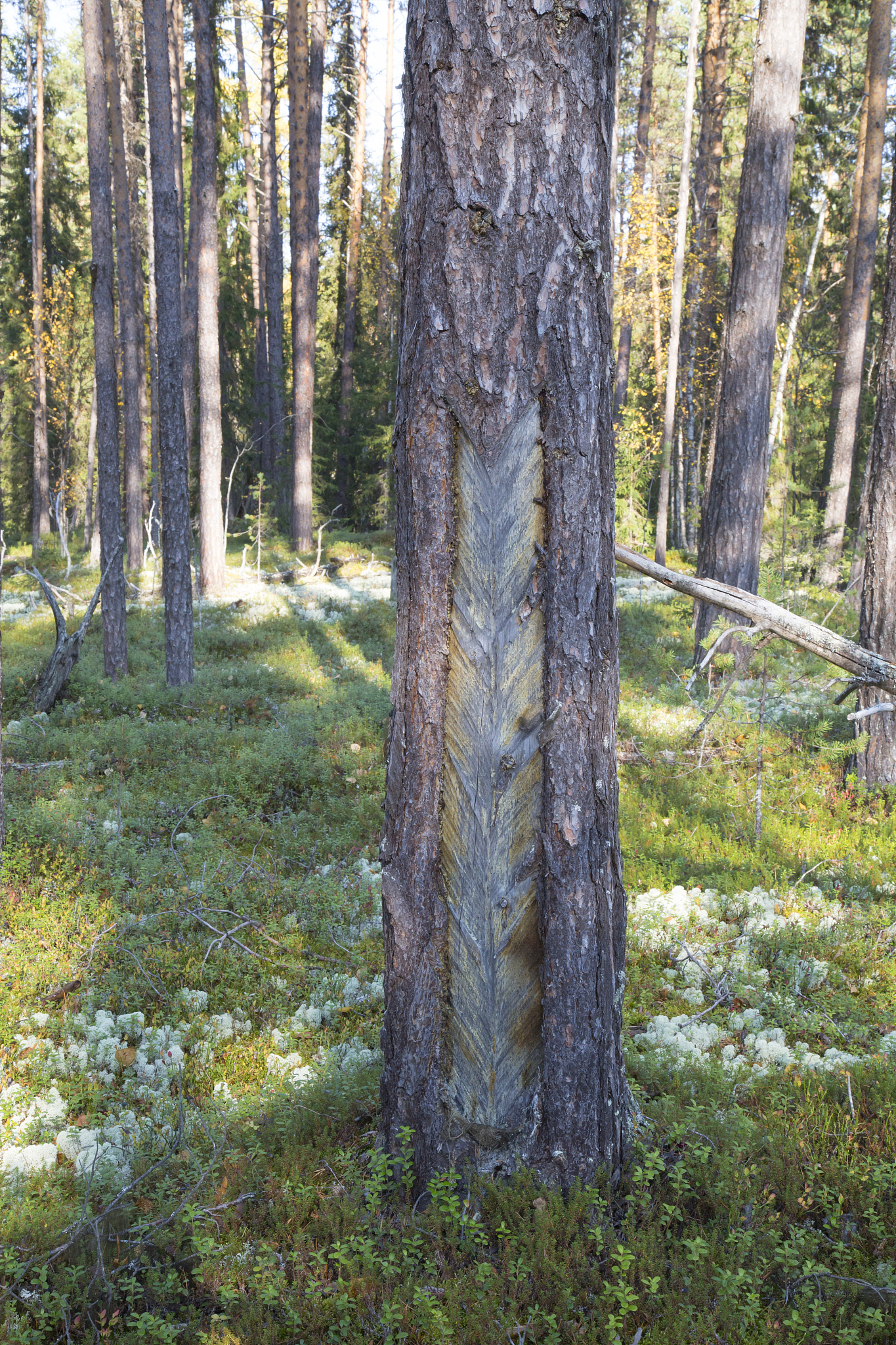 extraction of resin from a pine tree.
