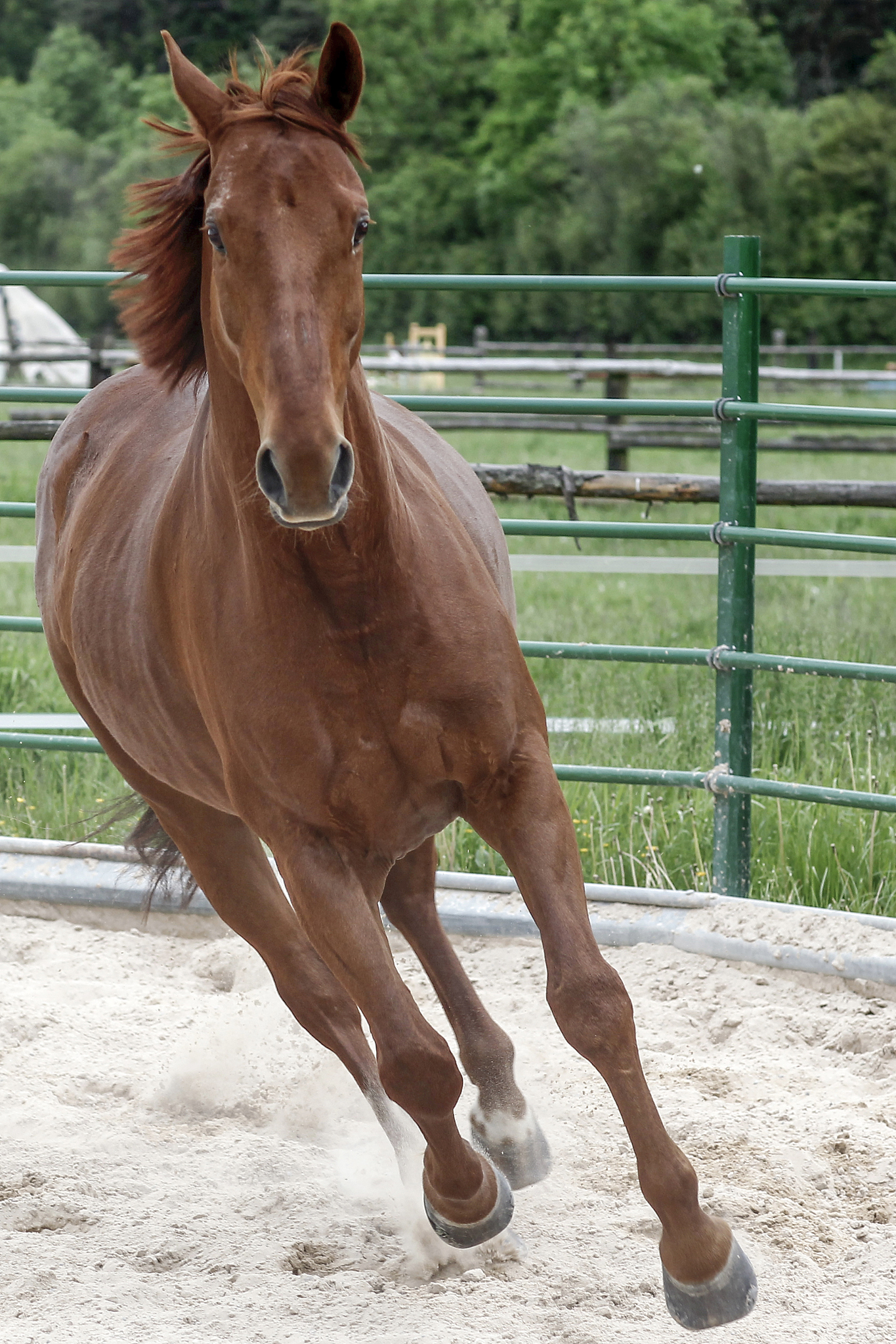 horses photoshoot
