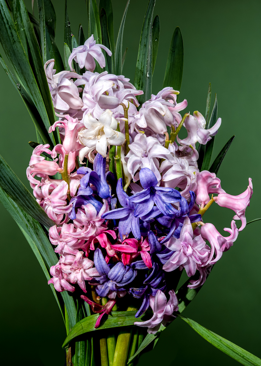 风信子不能放卧室吗 风信子花能在卧室里养吗