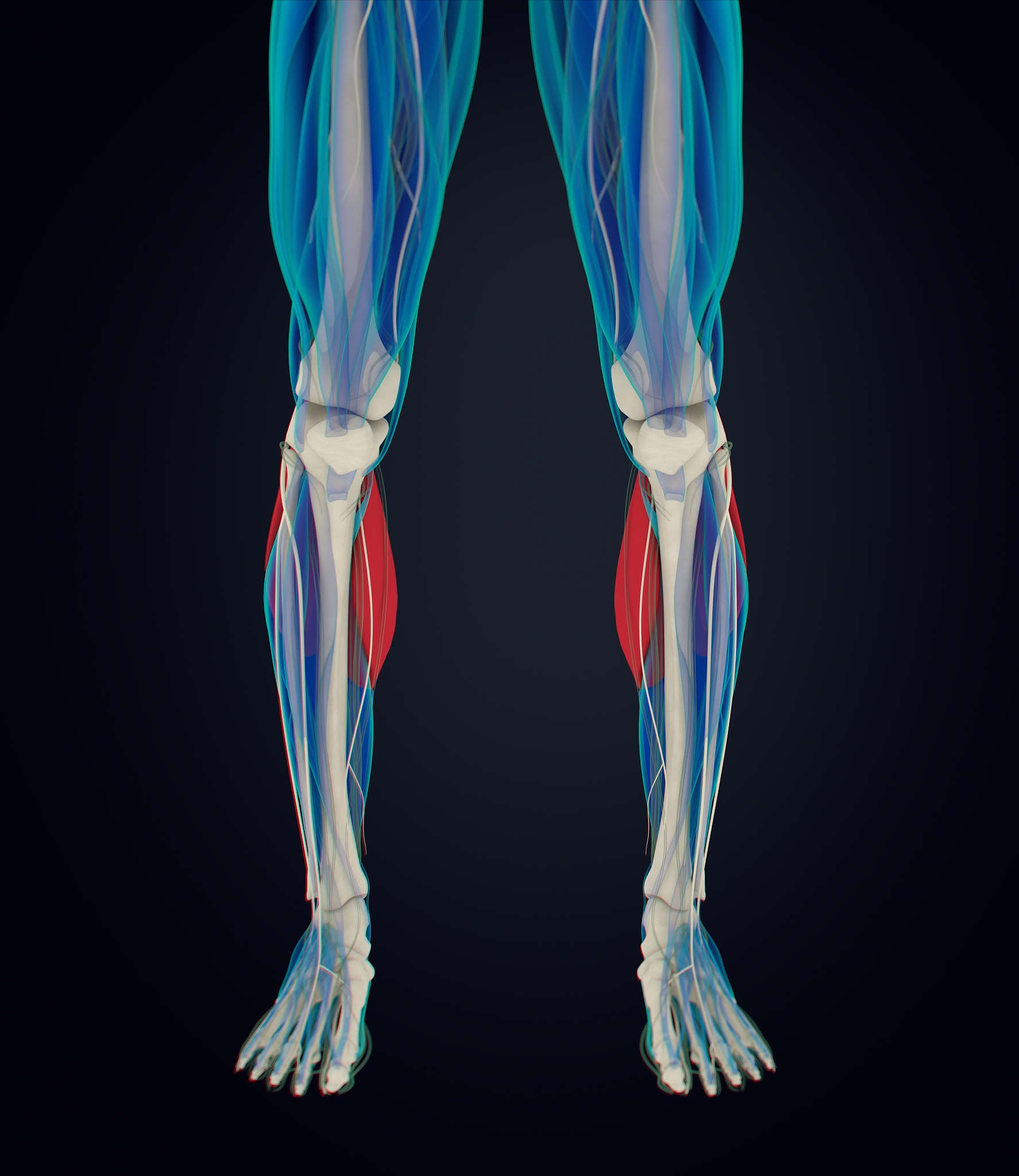 人类脚部的10块主要肌肉：解剖图解及功能介绍