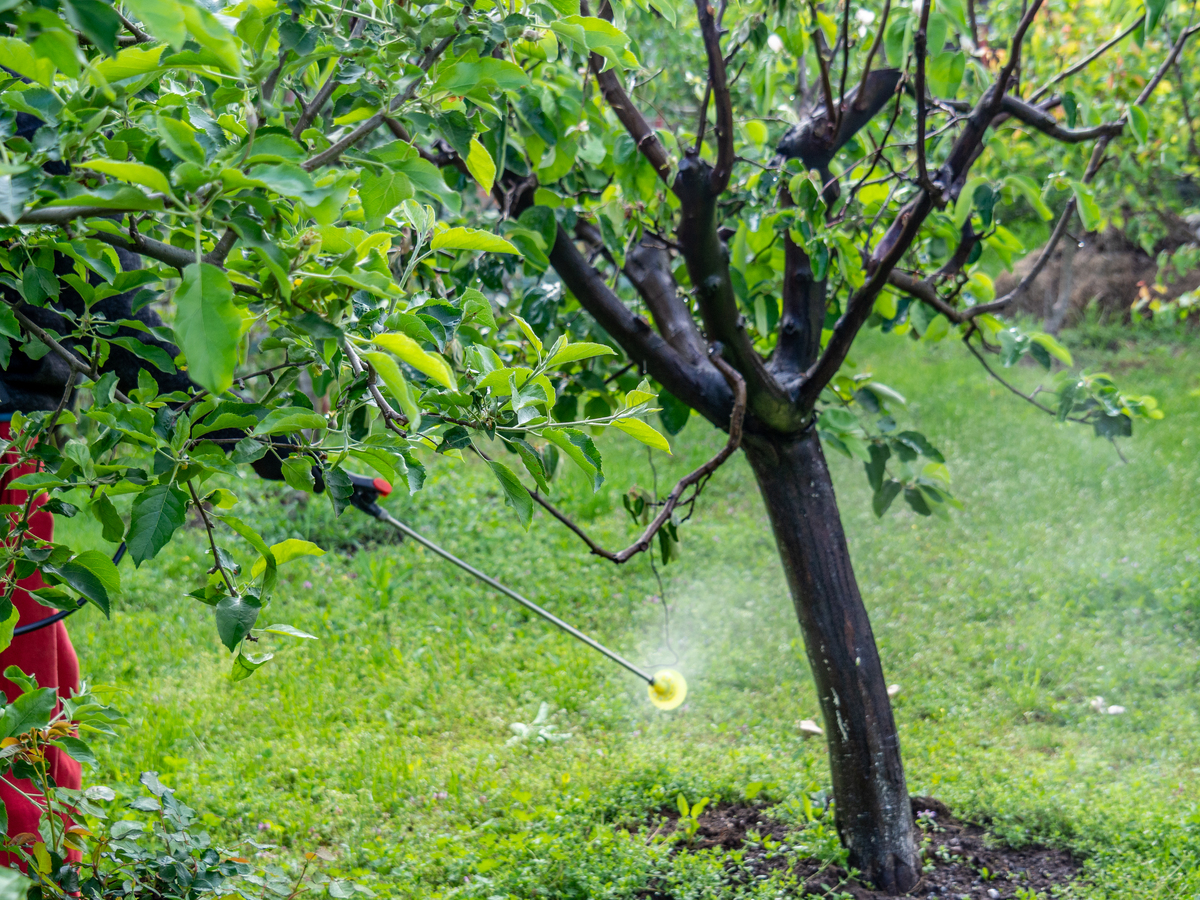 刷子李种植技术：种植、管理、病虫害防治全攻略