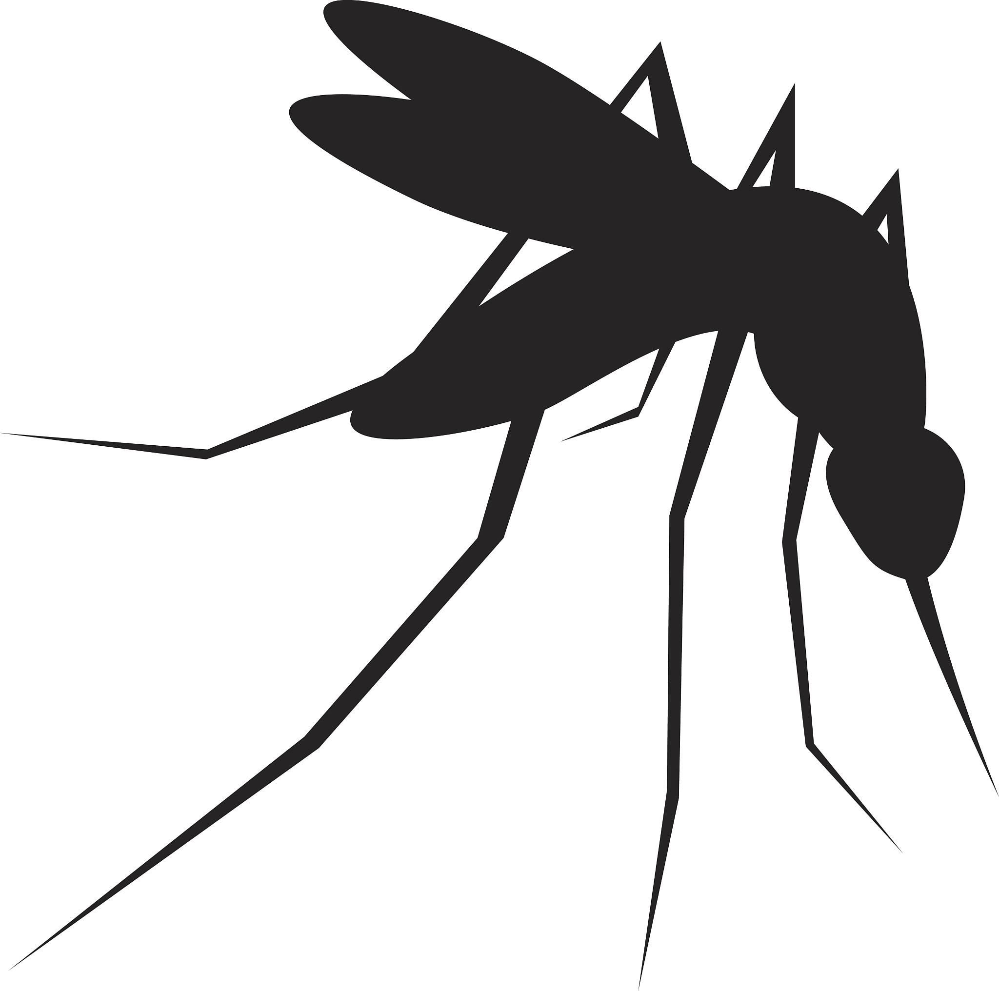 蚊子：令人讨厌的昆虫，如何预防和应对？