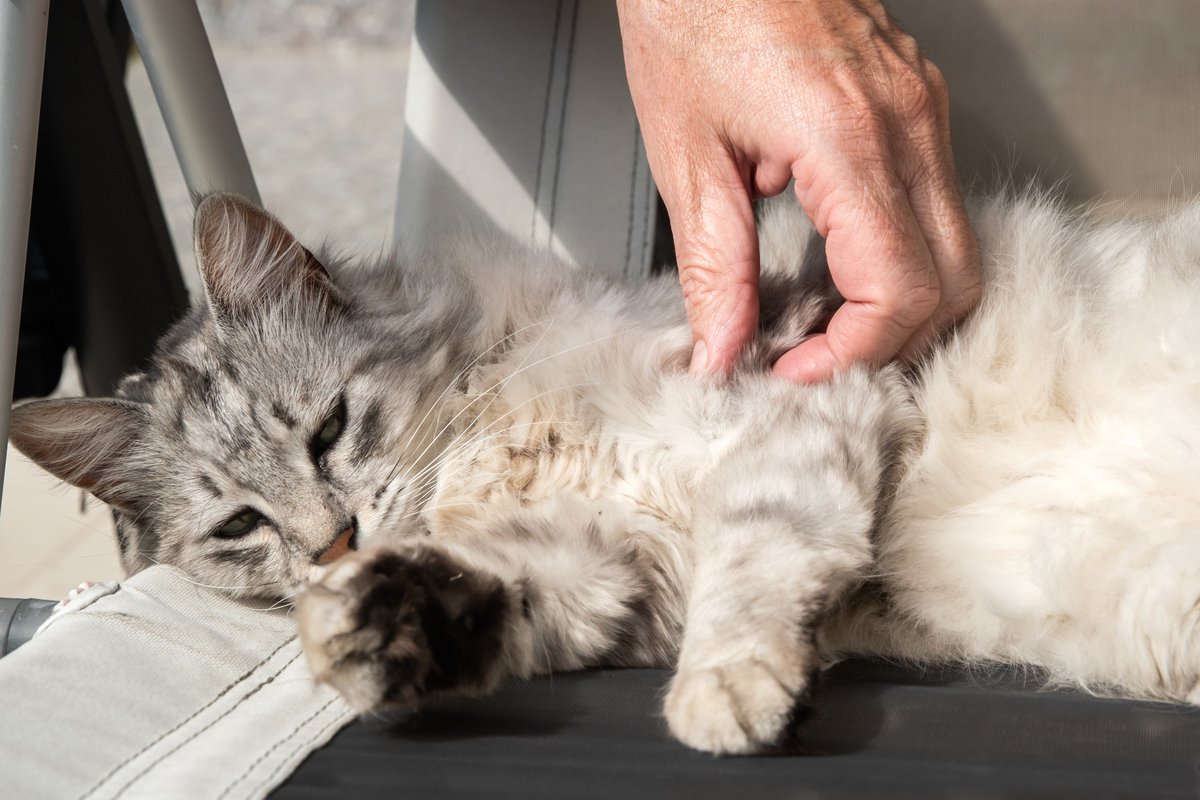 善良小男孩救助受伤猫咪：爱心与勇气让生命重燃希望