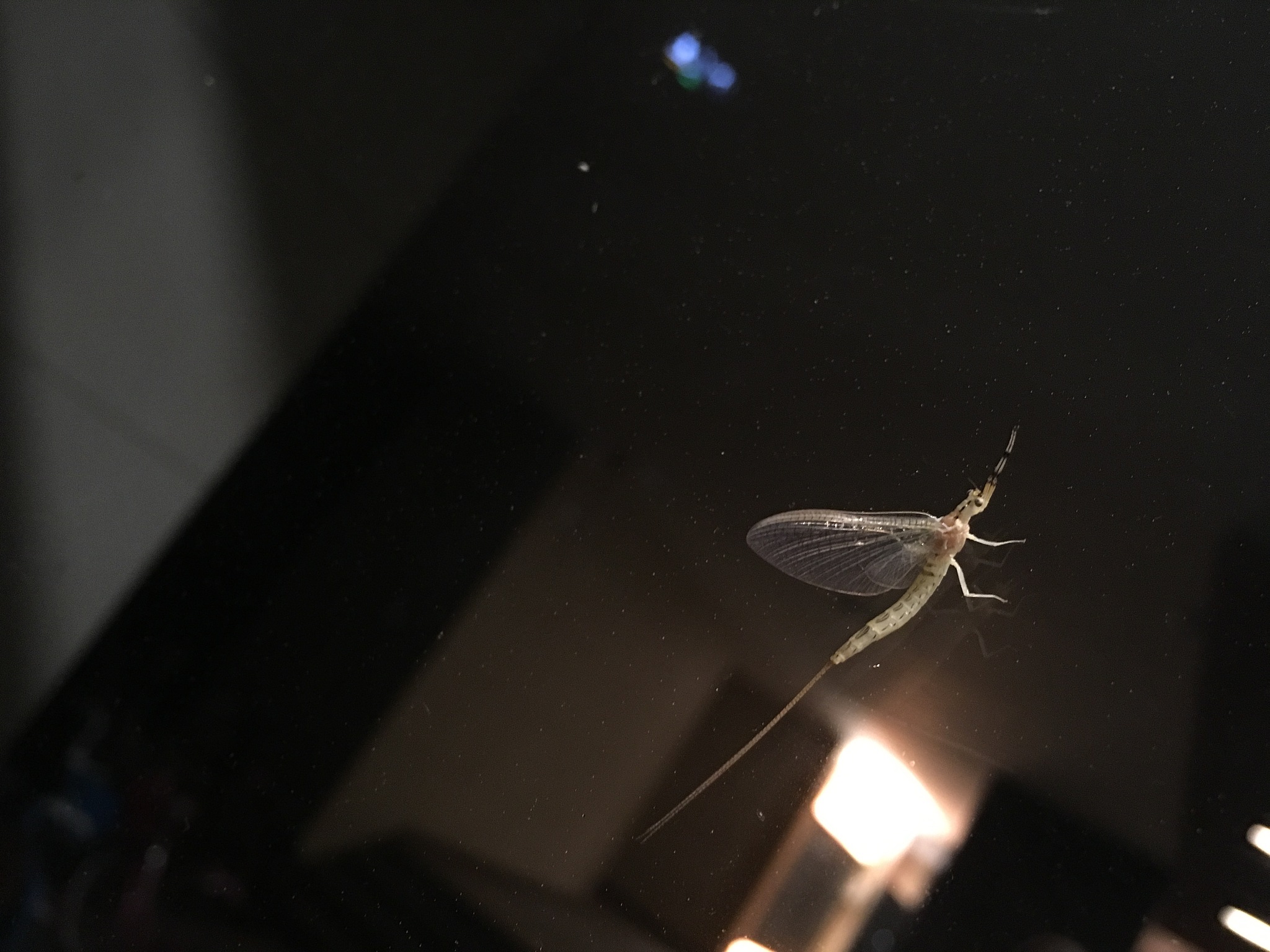 家里灯罩里有好多黑色的虫子，