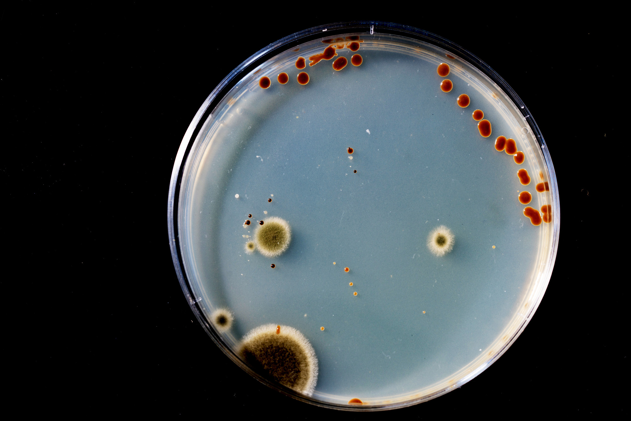 细胞培养污染来源详解：预防及控制