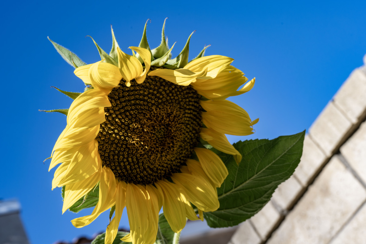 向日葵：我喜欢的植物的阳光、希望和坚持