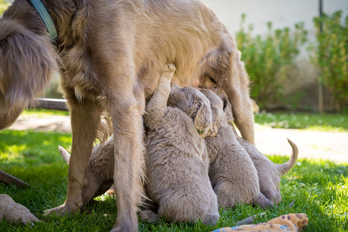 7只长毛魏玛拉犬幼犬站着喝母犬的水.她喝酒的时候尾巴翘起来.纯种小
