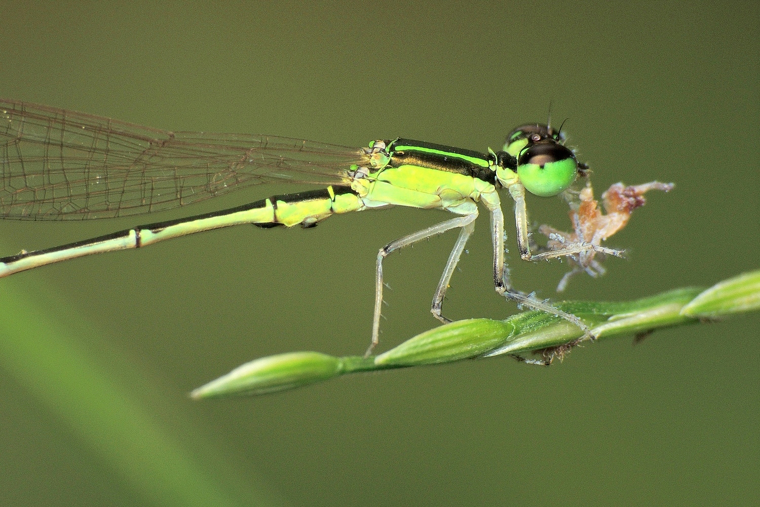 close-up side view of an insect on plant