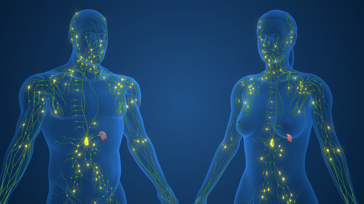 淋巴代谢：详解淋巴系统如何清除废物、维持免疫力