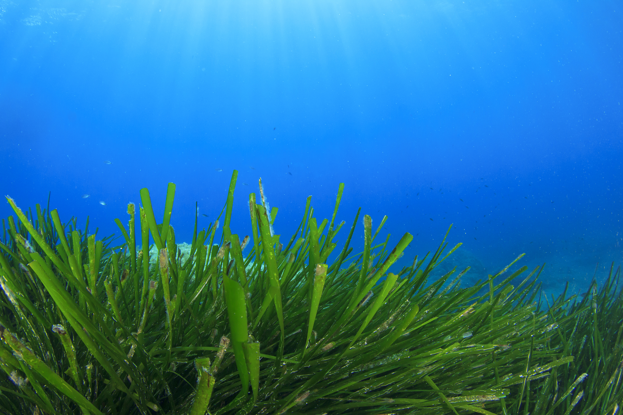 underwater seaweed