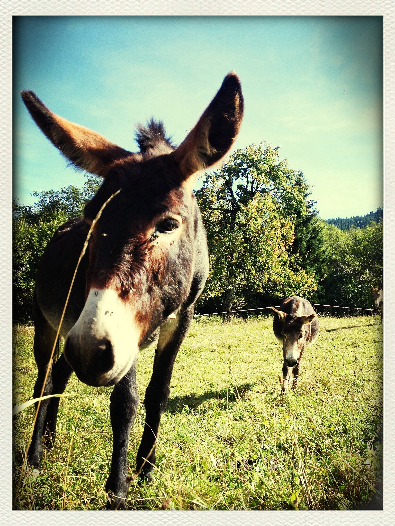 close-up of donkey on grass field