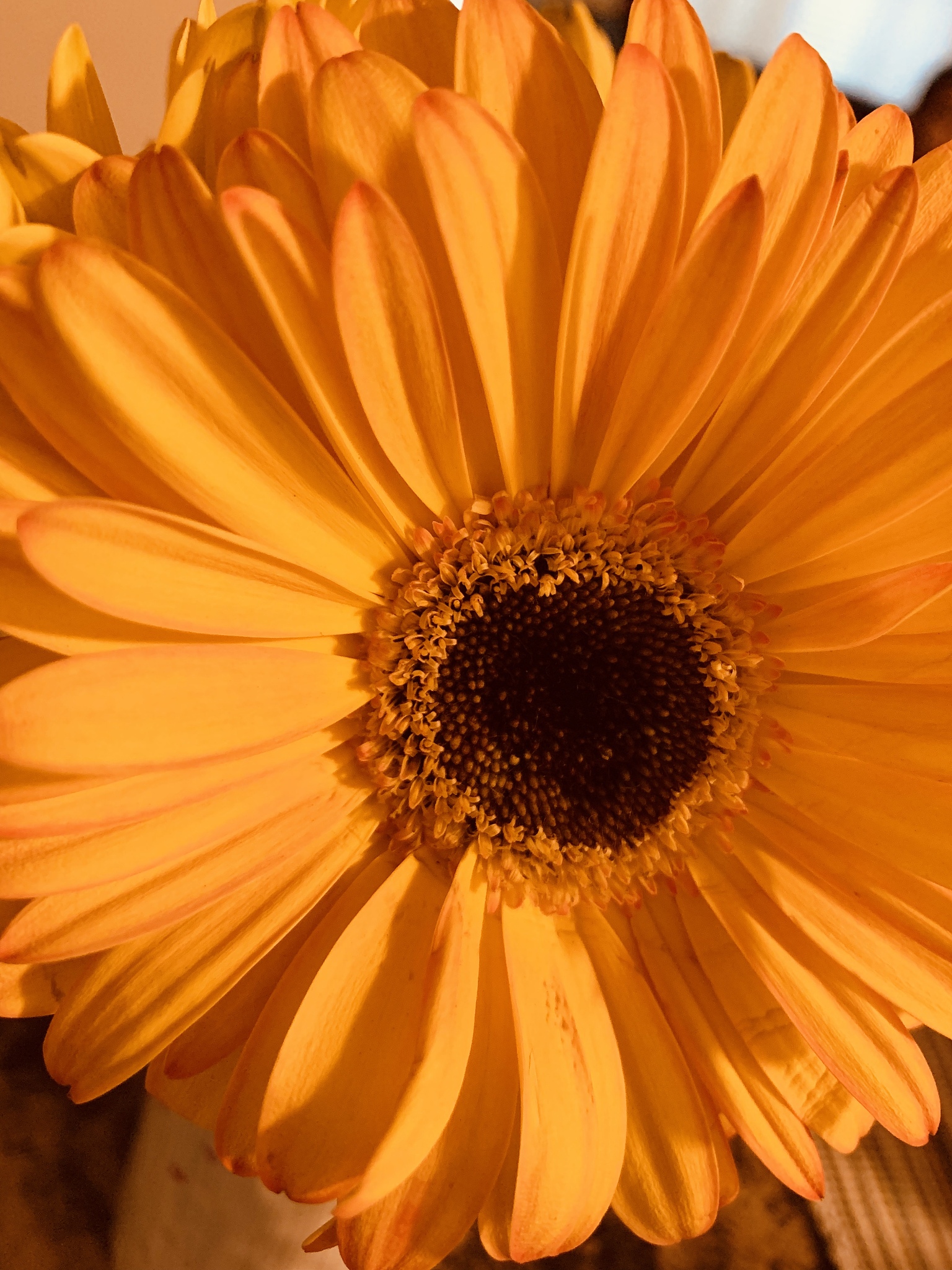Sunflowers: Tall, Bright Yellow Flowers with Many Uses