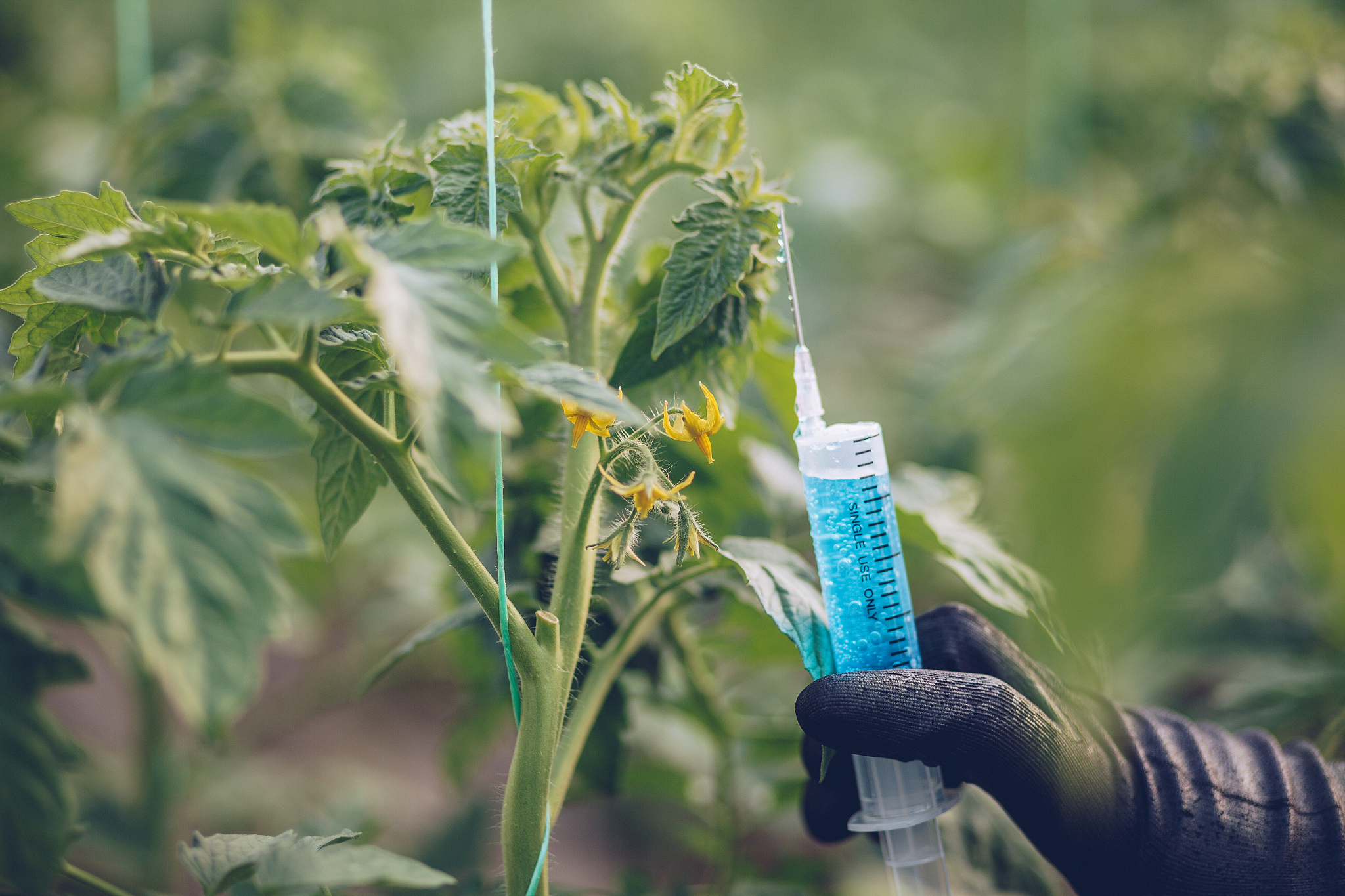 小麦抗旱研究：文献综述与未来方向