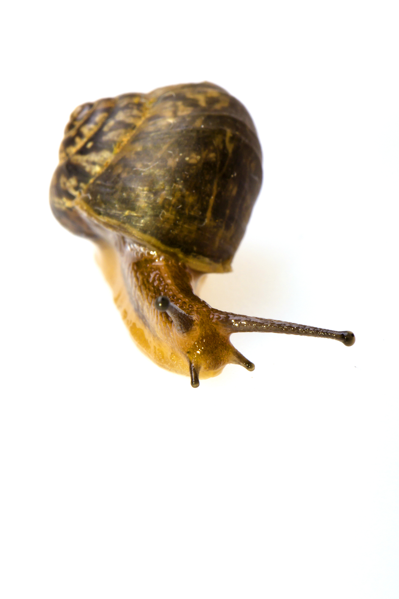 最强蜗牛手机游戏：休闲竞技，打造你的蜗牛帝国