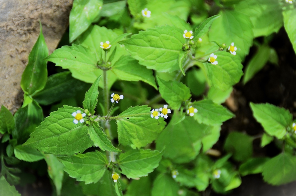 紫花苦菜：乡村味蕾记忆，古人诗词里的“荼”