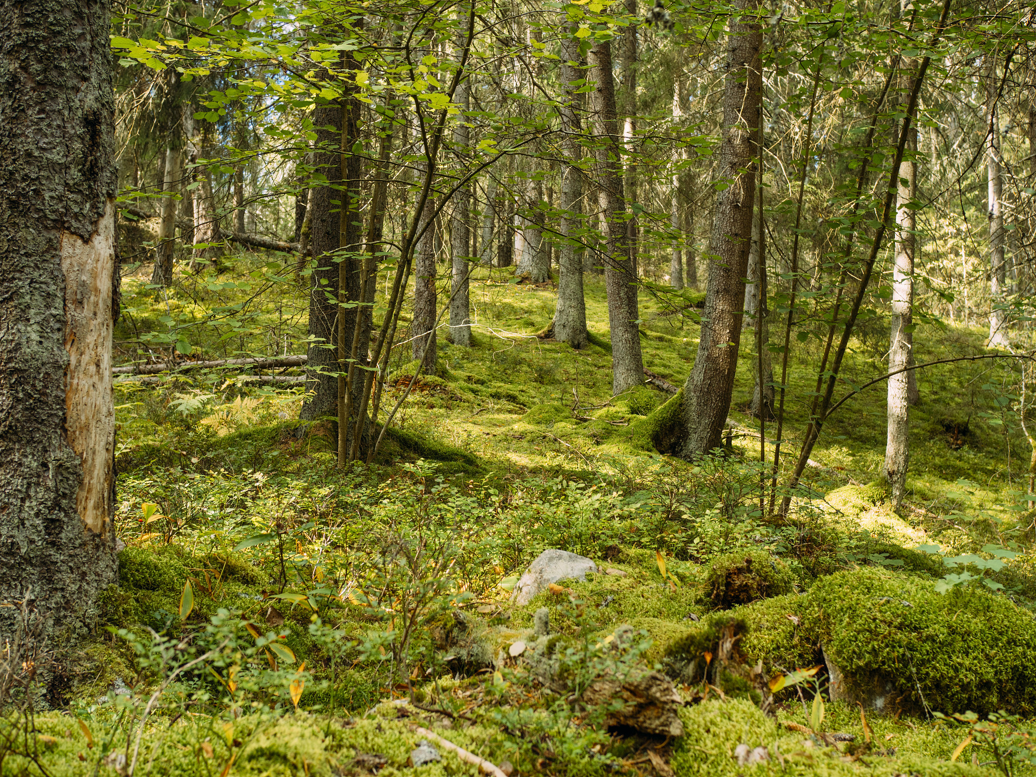 翻译成英语。这张图显示的是我在北欧的生活上班很悠闲喝着咖啡然后到森林里面去做实验早早地就可以下班有的时候可以划皮艇、耍耍剑。
