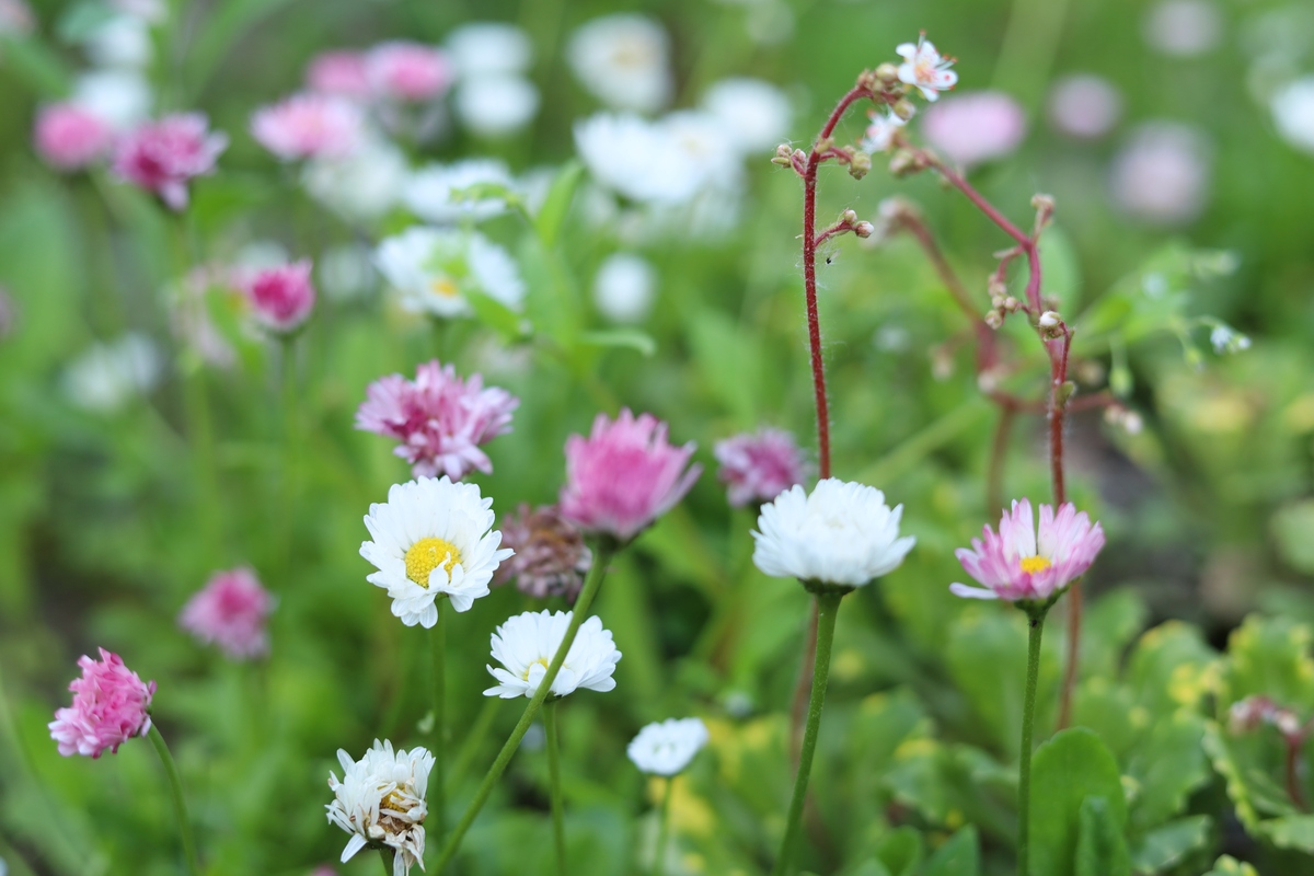 花期虽短，但浪漫珍贵：珍惜生命中的每一份美好
