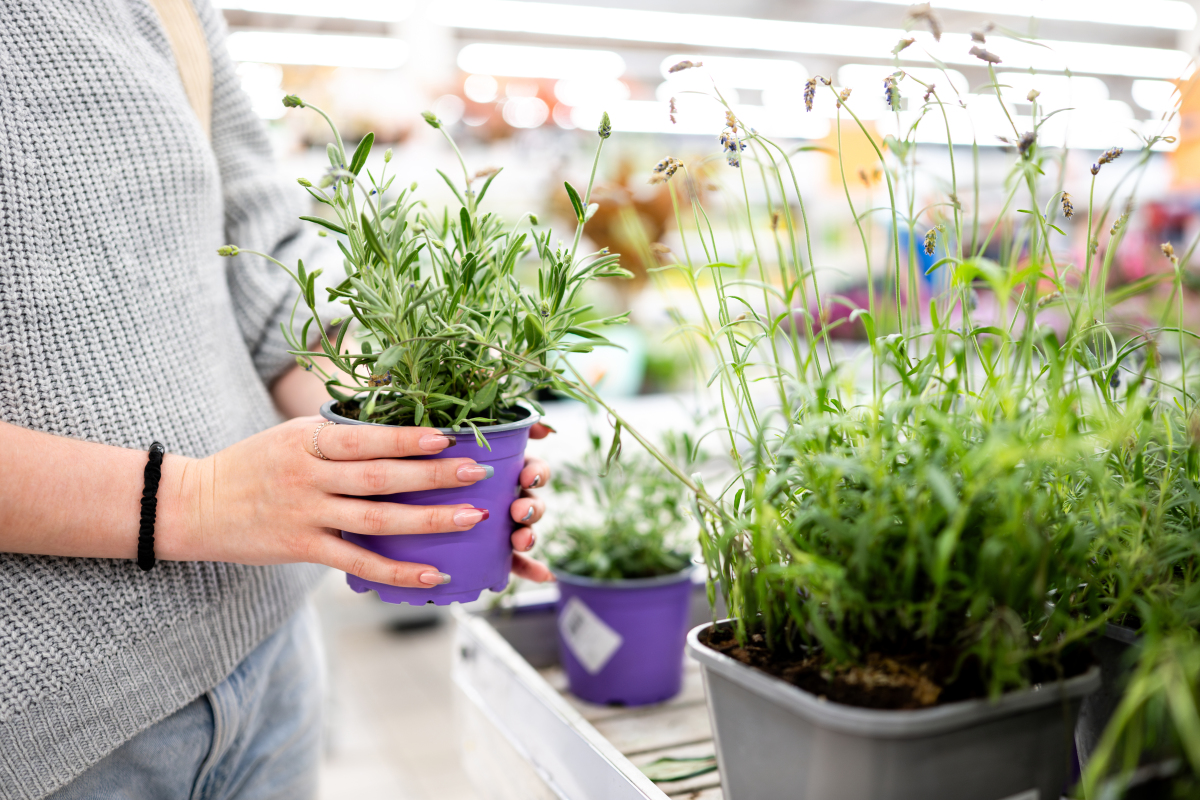 小雏菊多久浇一次水