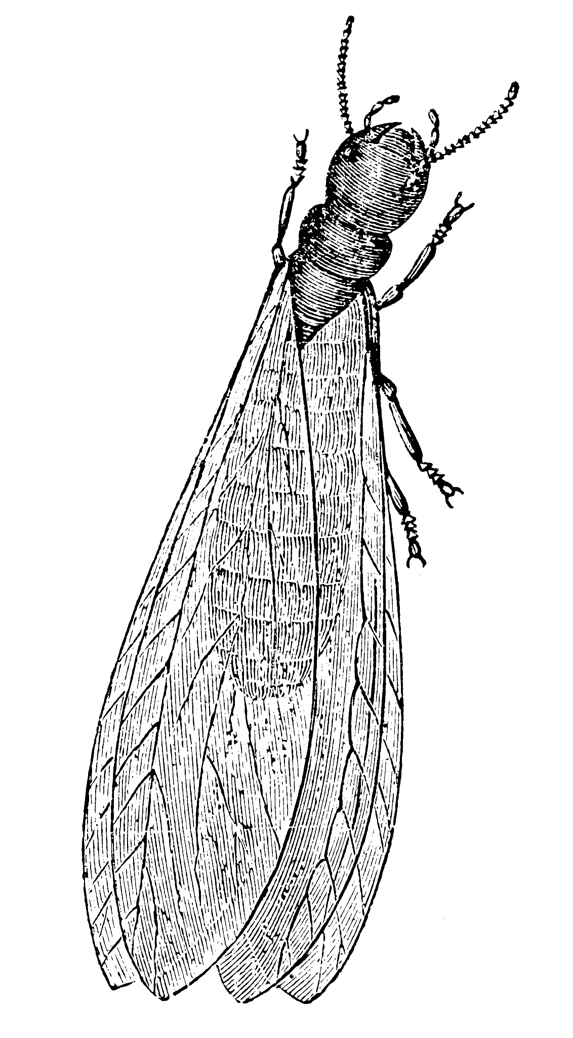 现实主义：文学、艺术和哲学的真实写照