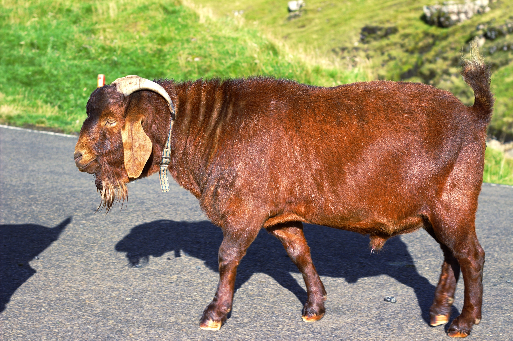 wildlife in the faroe islands