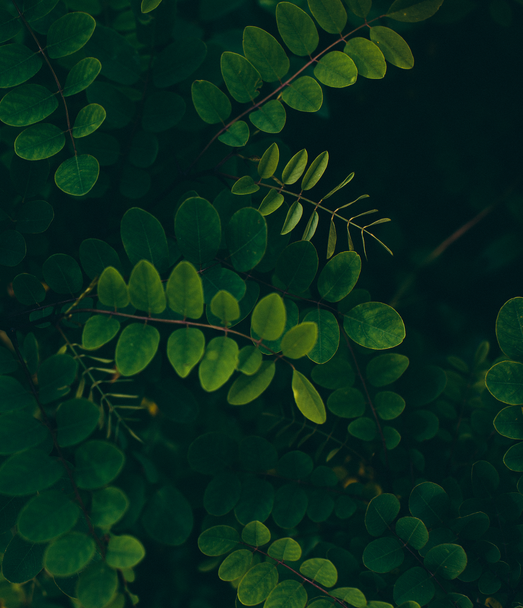 leaf background