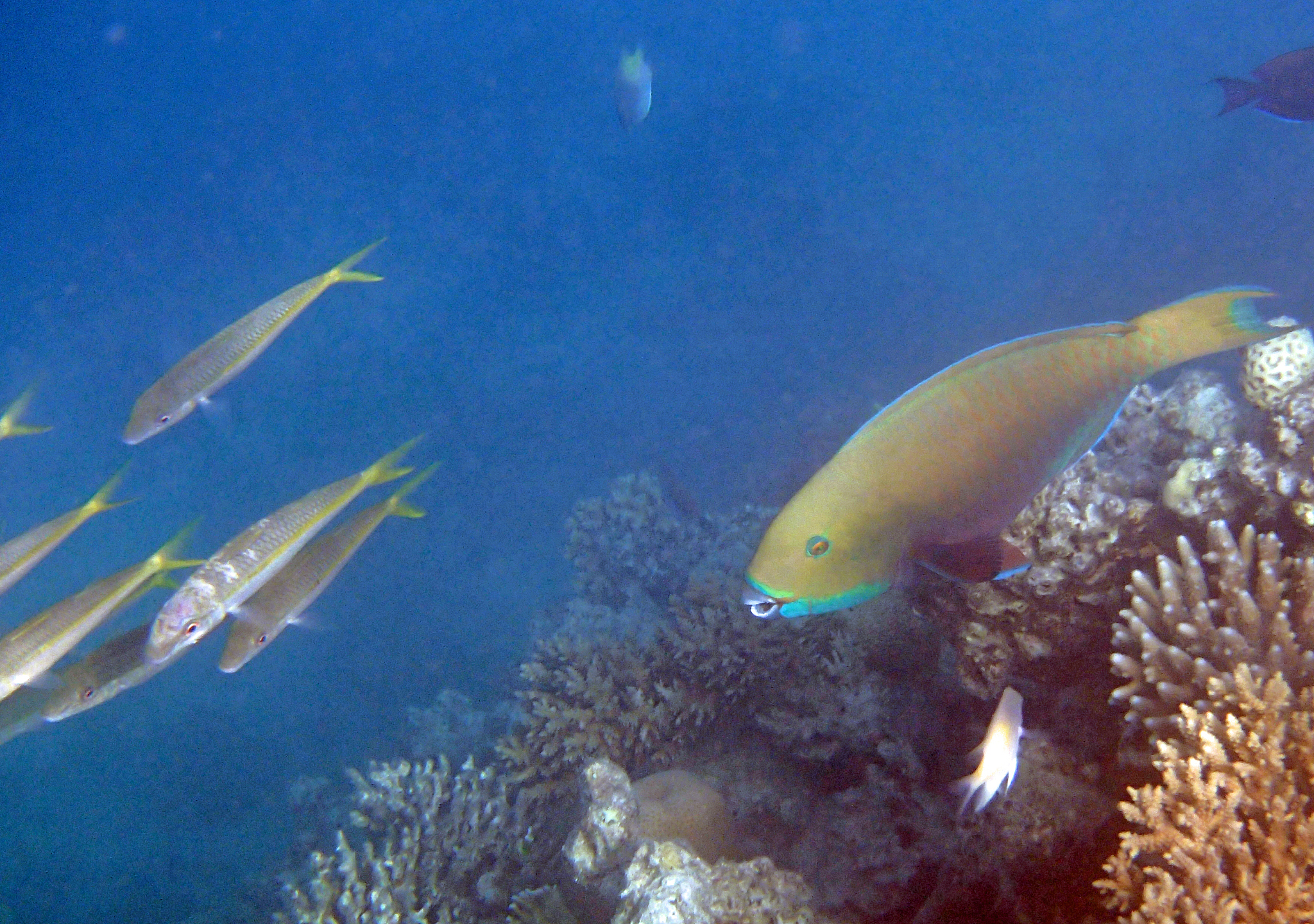 snorkeling in the red sea