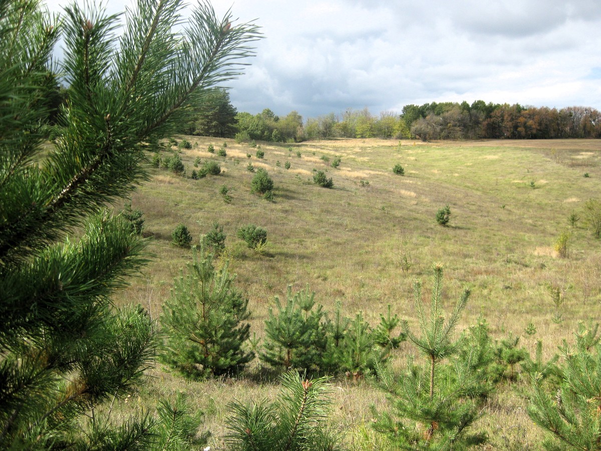 沙棘林、油松林和草地土壤含水量深度分布分析