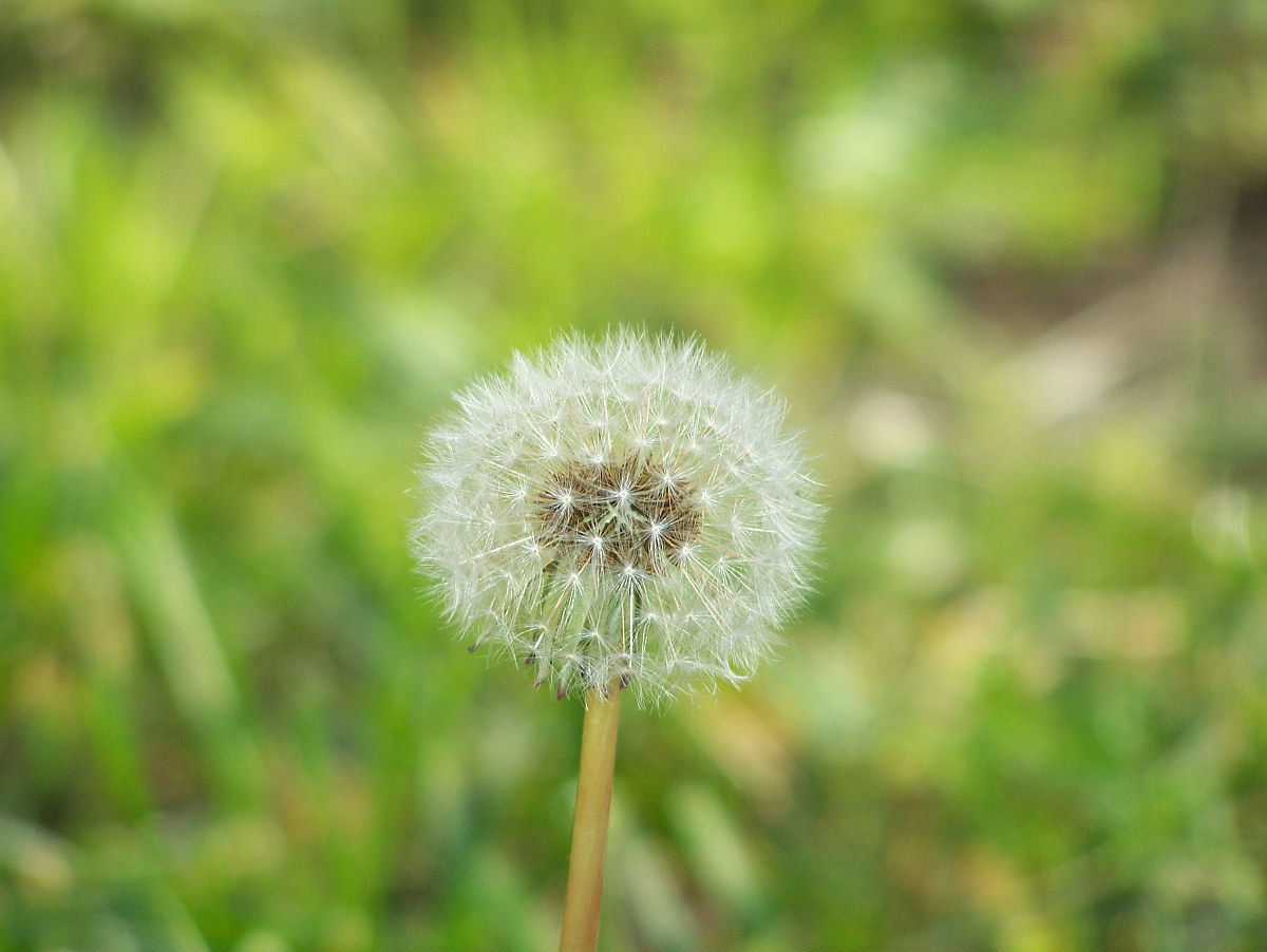 蒲公英的种子课文