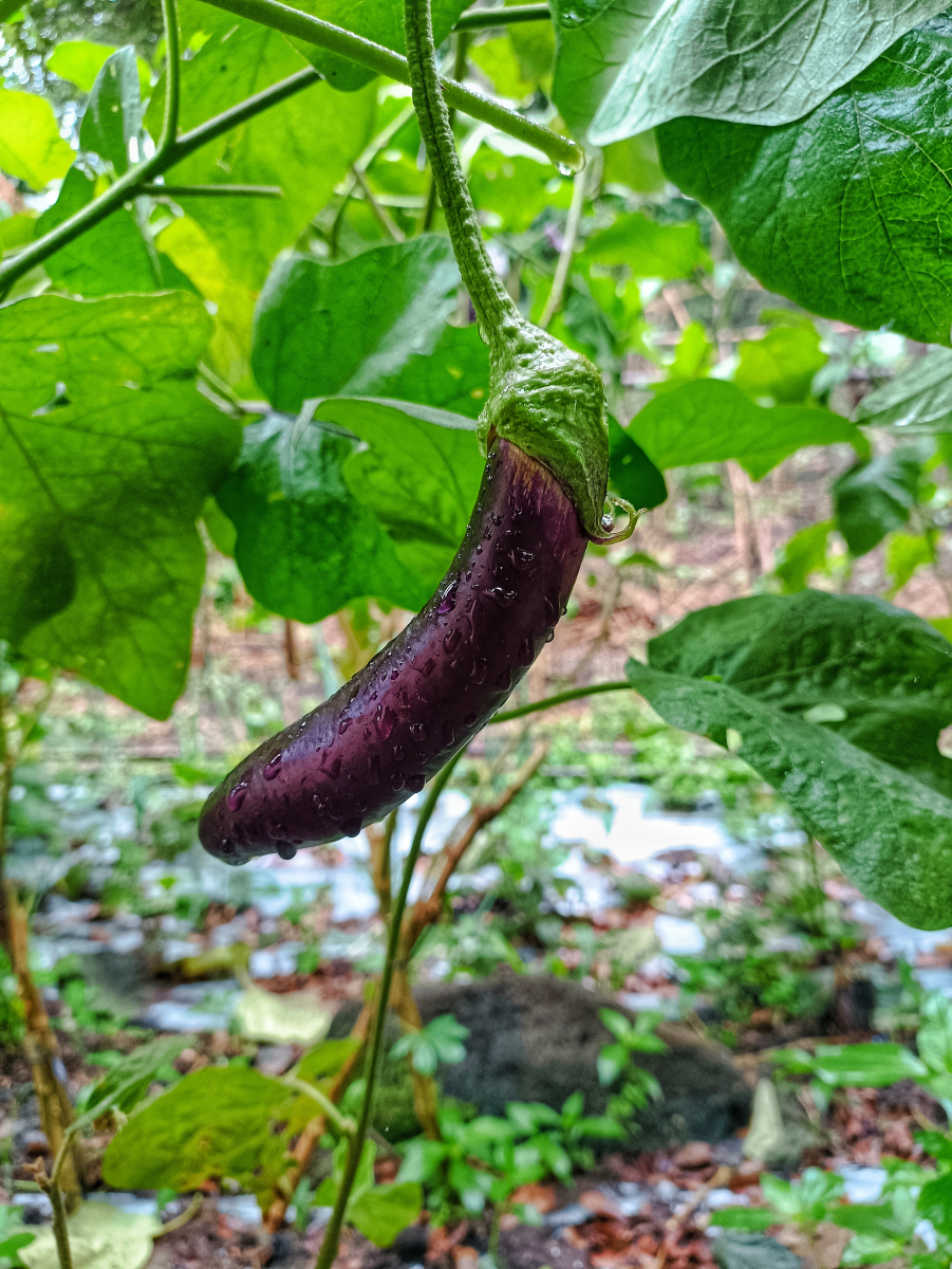 孕早期可以吃茄子吗