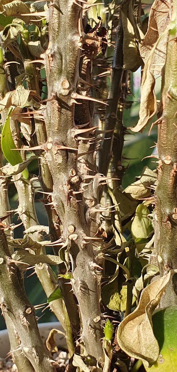 菠萝蜜树杆皮开裂怎样补救帮我用200字详细描述