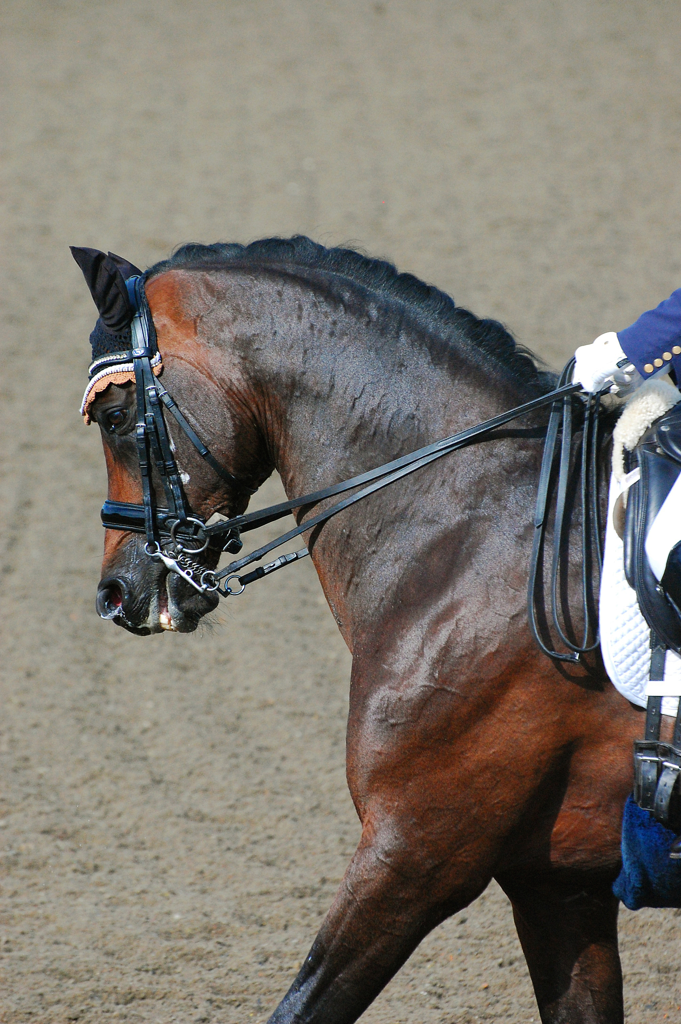 dressage bay 1