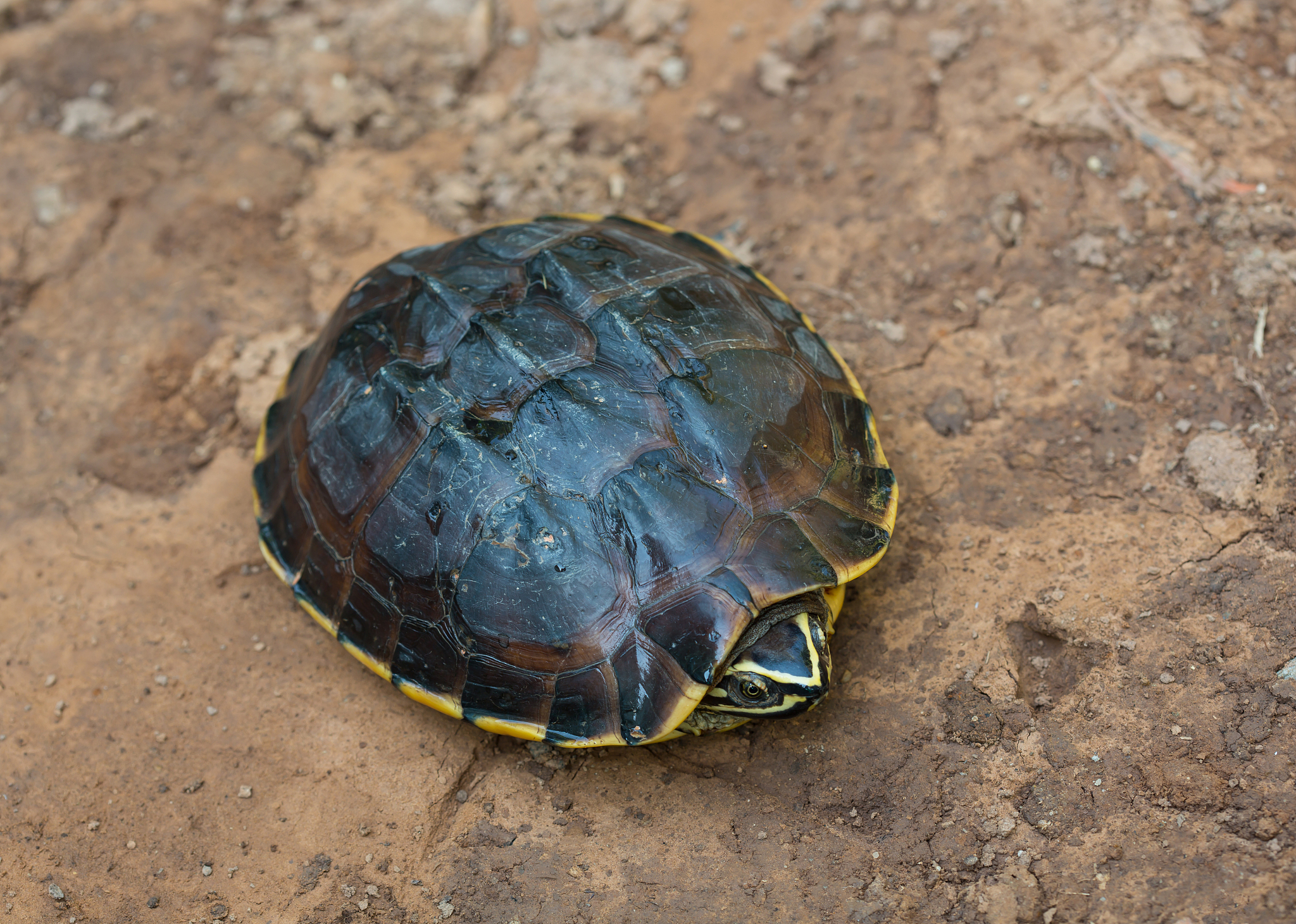 turtle